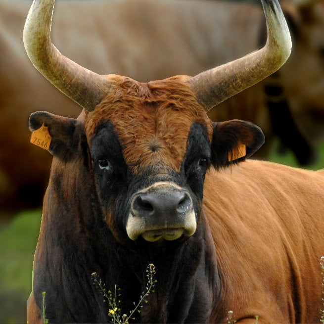 Vitelão e Vaca de rala barrosã