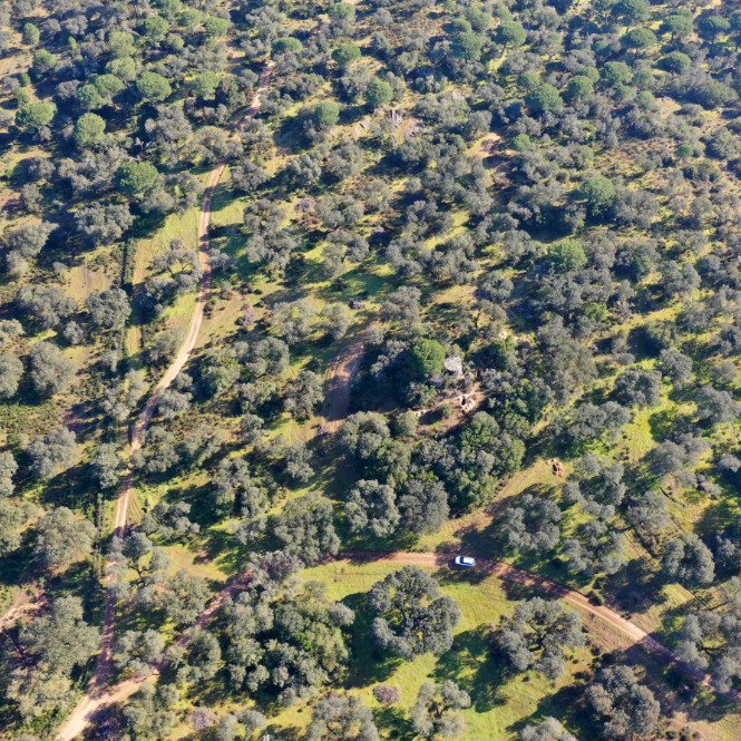 Vista aérea de uma porção da área protegida do Montado do Freixo do Meio