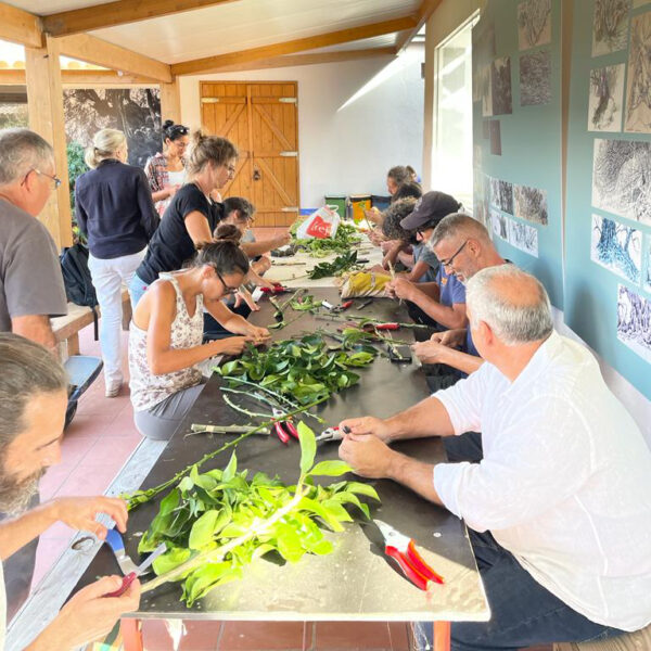 Oficina de Poda e Enxertia de Citrinos nas Agroflorestas do Freixo do Meio - Image 3